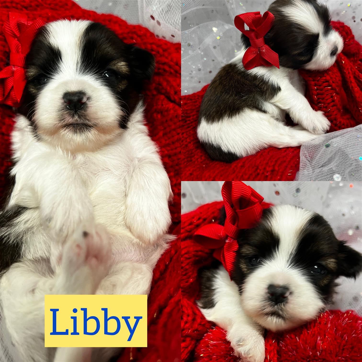 Libby is ADOPTED!!Shorkie girl click on pic for info