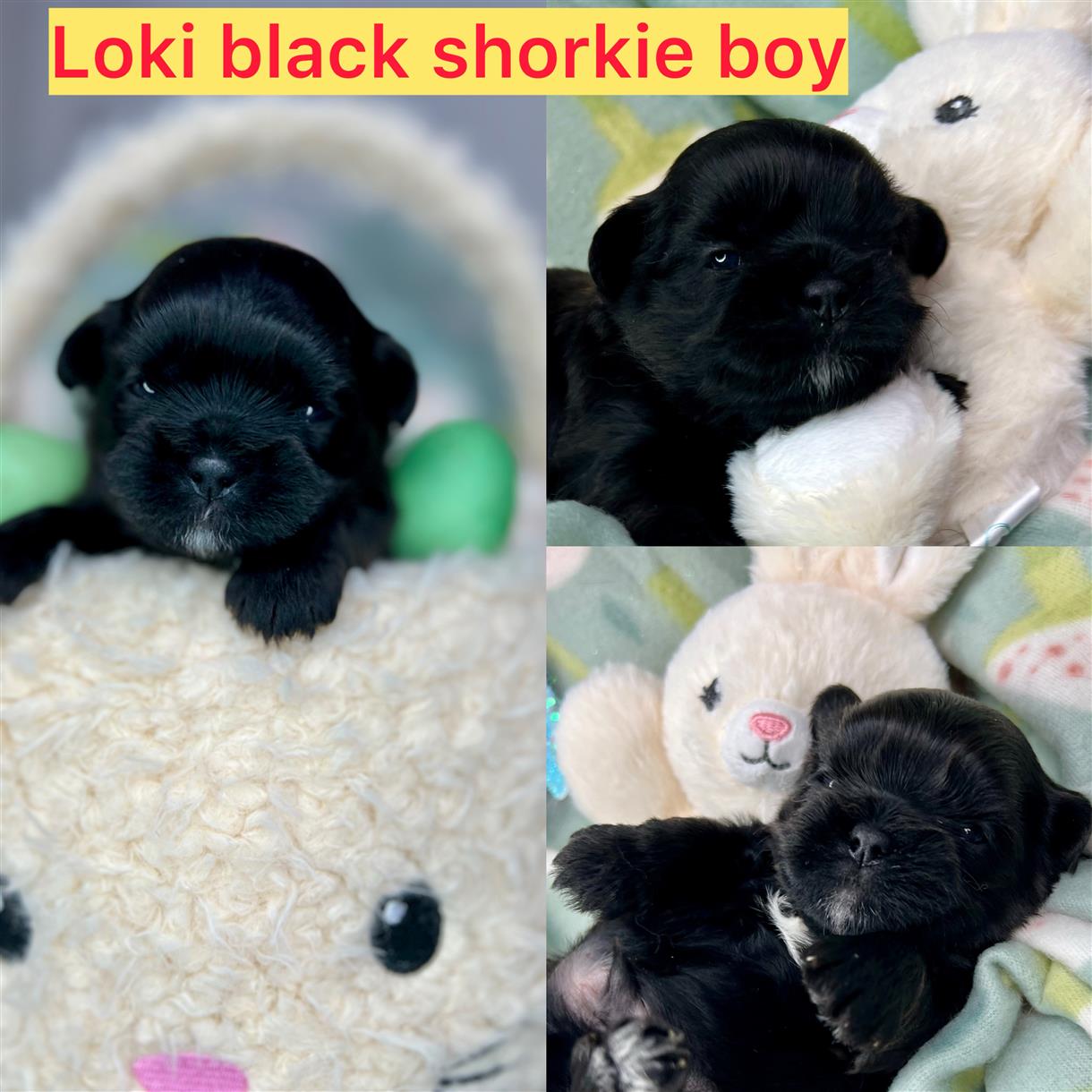 Loki AVAILABLE shorkie boy click on pic for info