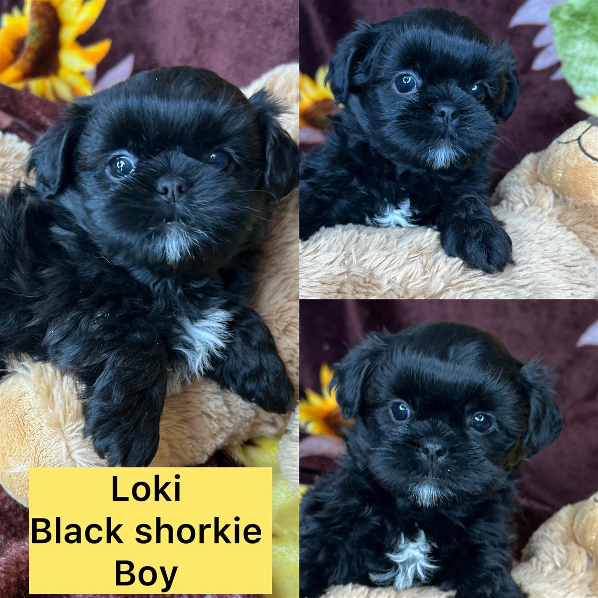 Loki is ADOPTED