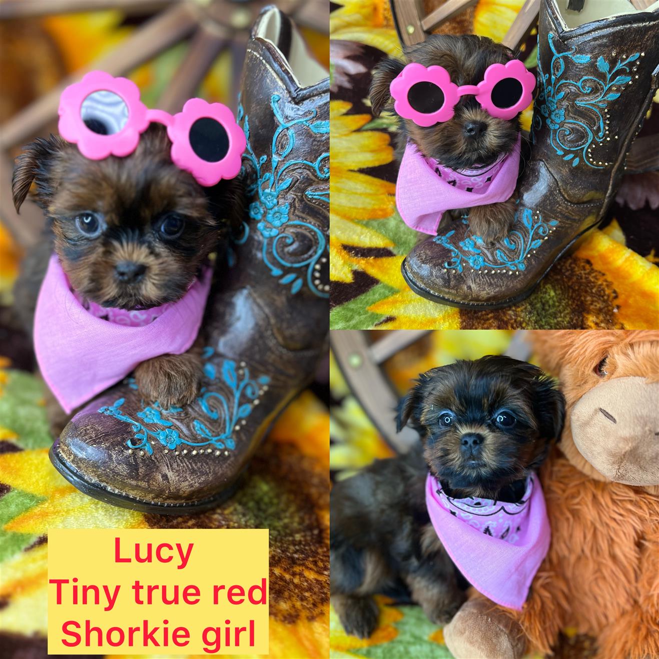 LUCY ADOPTED!!!!