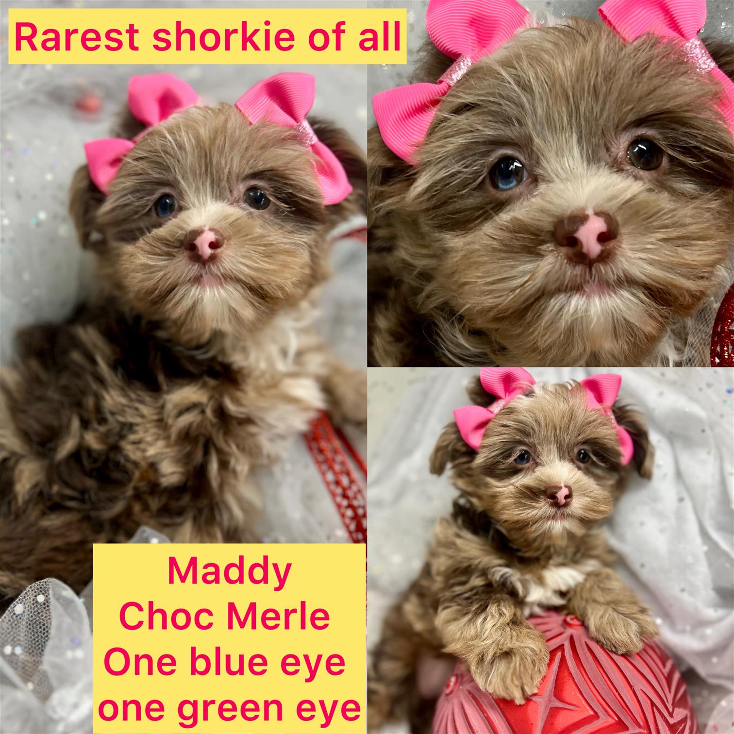 Maddy is ADOPTED!!! RAREST SHORKIE EVER! Click on pics