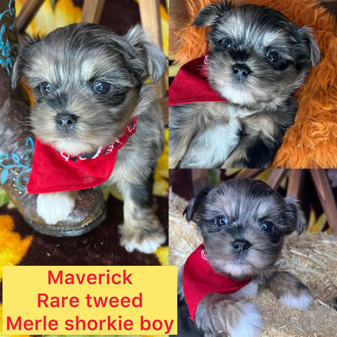 Maverick rare Merle shorkie boy click on pic for info