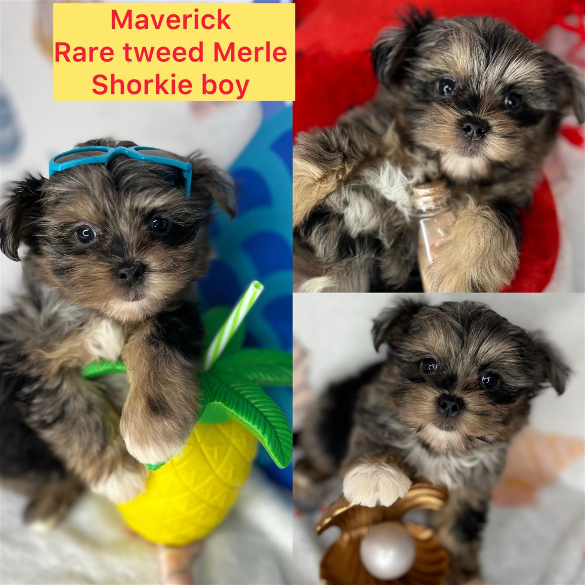 Maverick ADOPTED!!