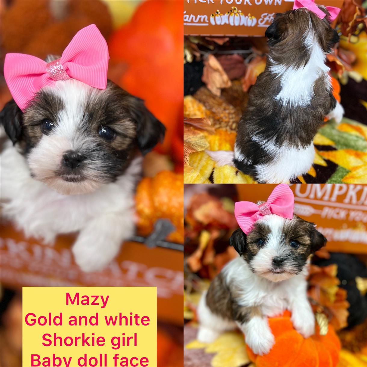 Mazy AVAILABLE Sable and white Shorkie girl CLICK PIC FOR INFO