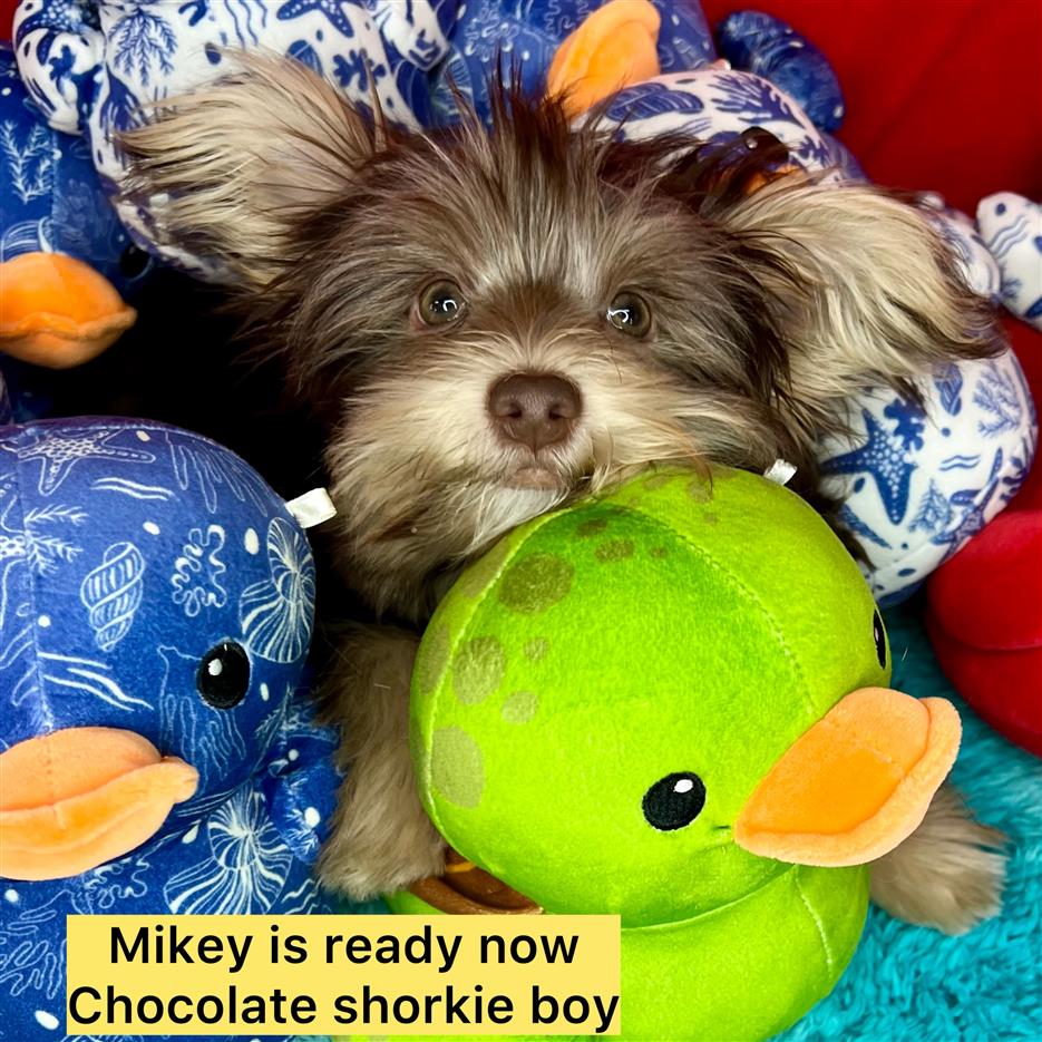 Mikey ADOPTED
