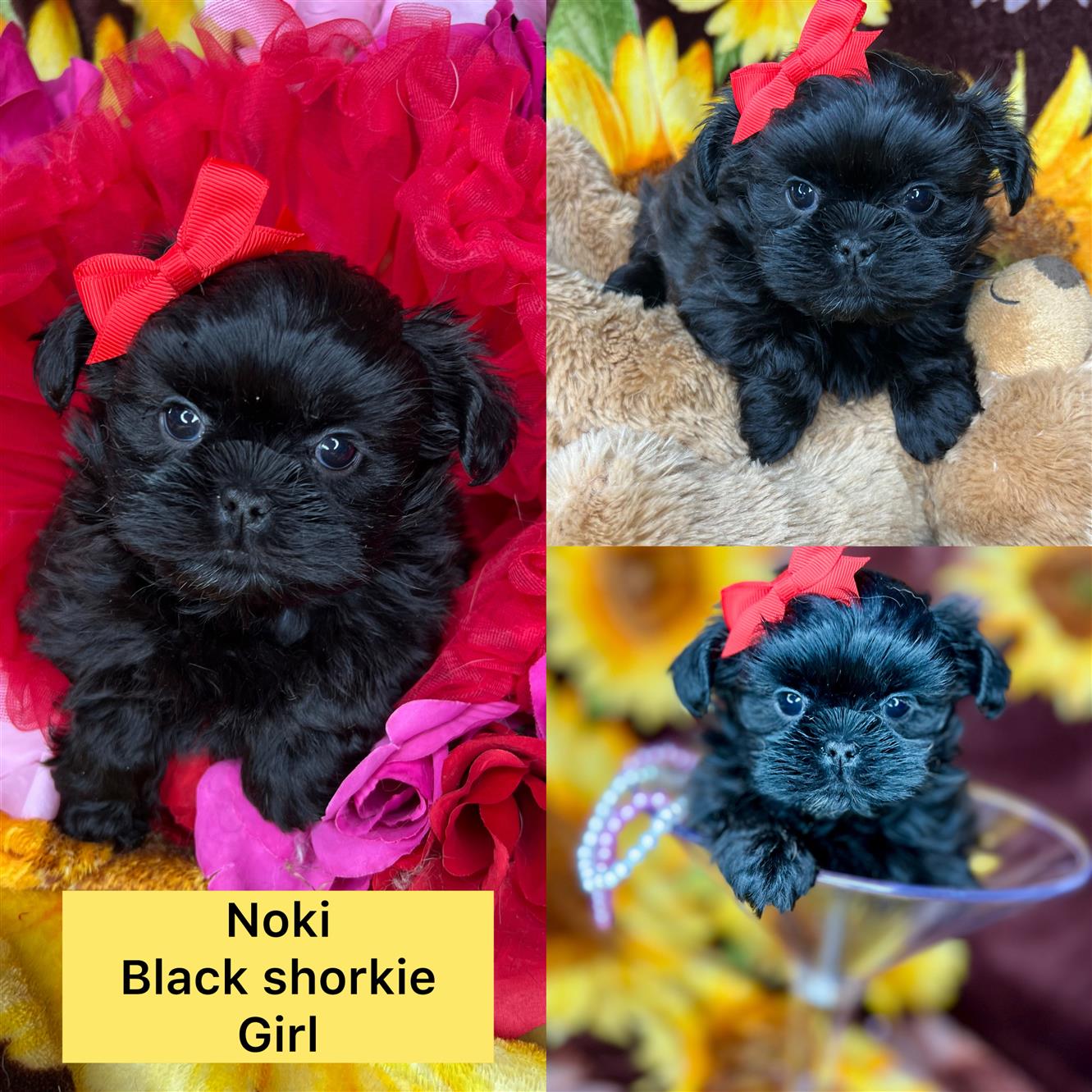 Noki ADOPTED!!