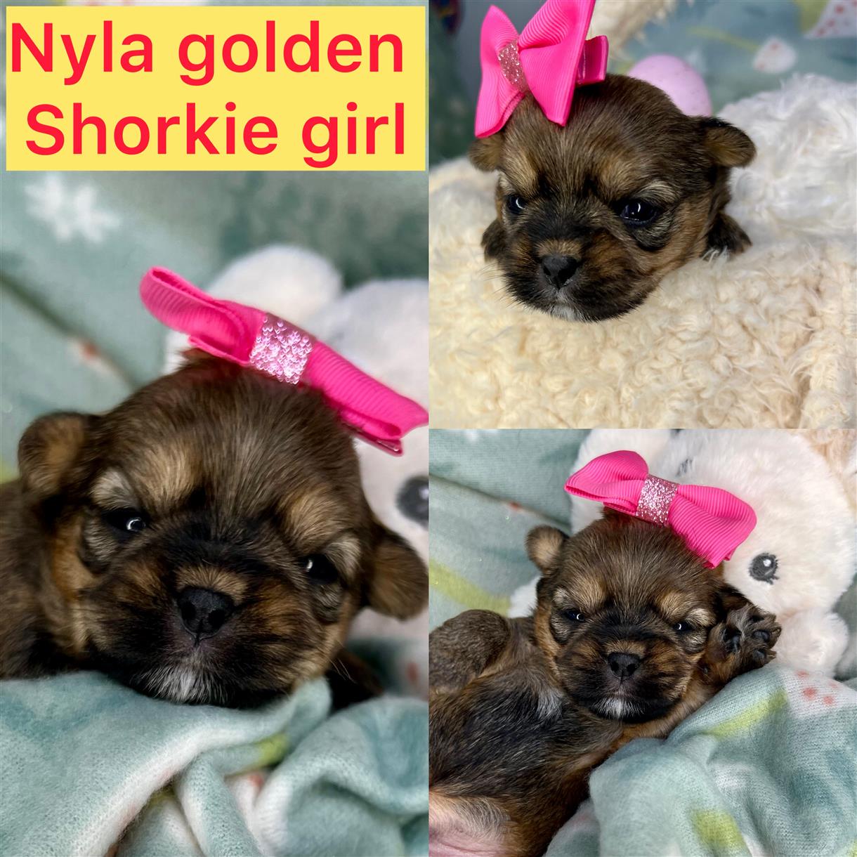 Nyla AVAILABLE Goldrn shorkie girl click pic for info