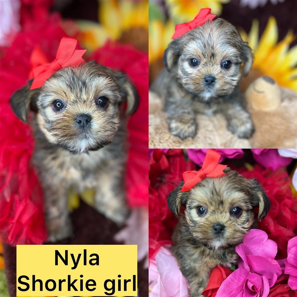 Nyla ADOPTED!