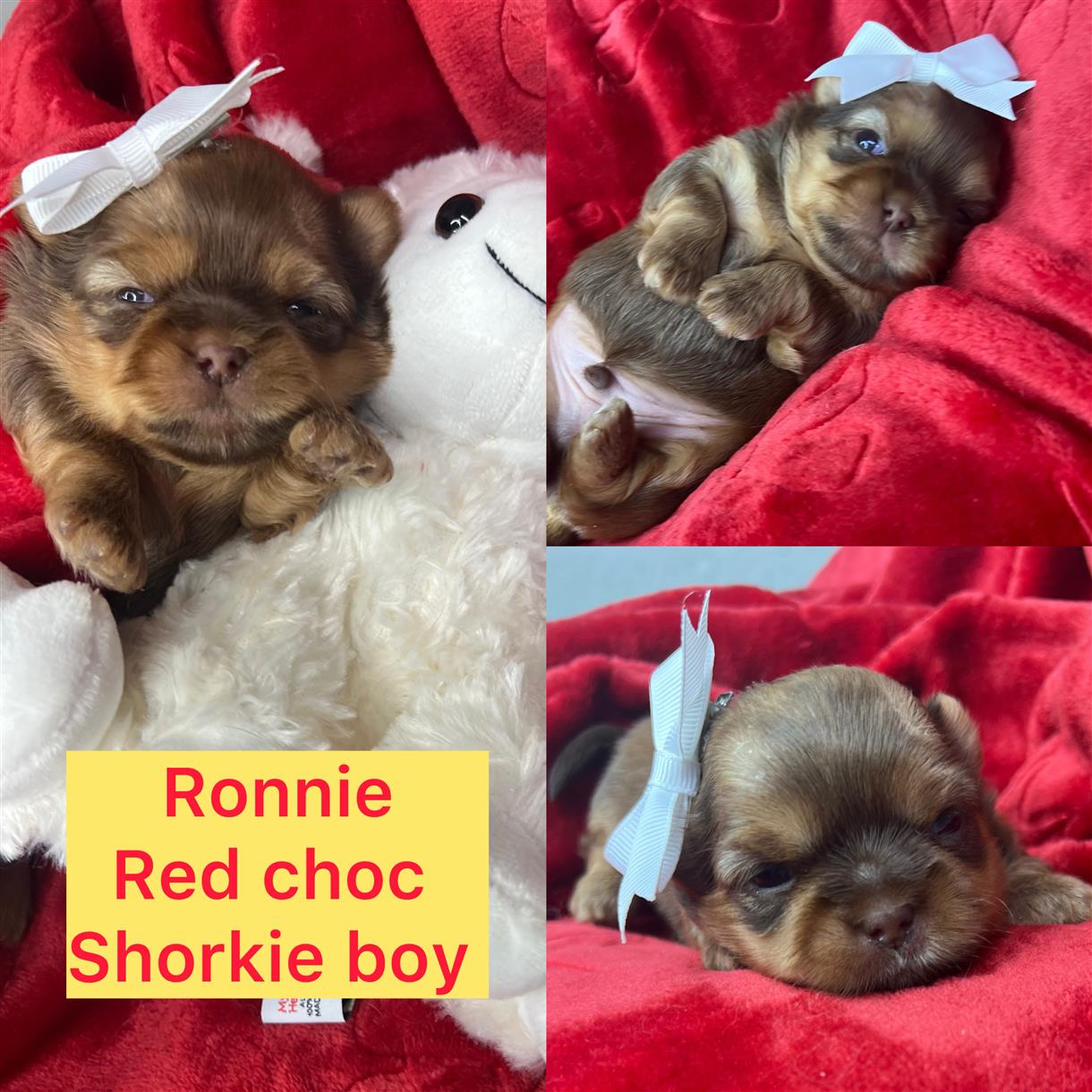 Ronnie ADOPTED!! rare choc shorkie boy