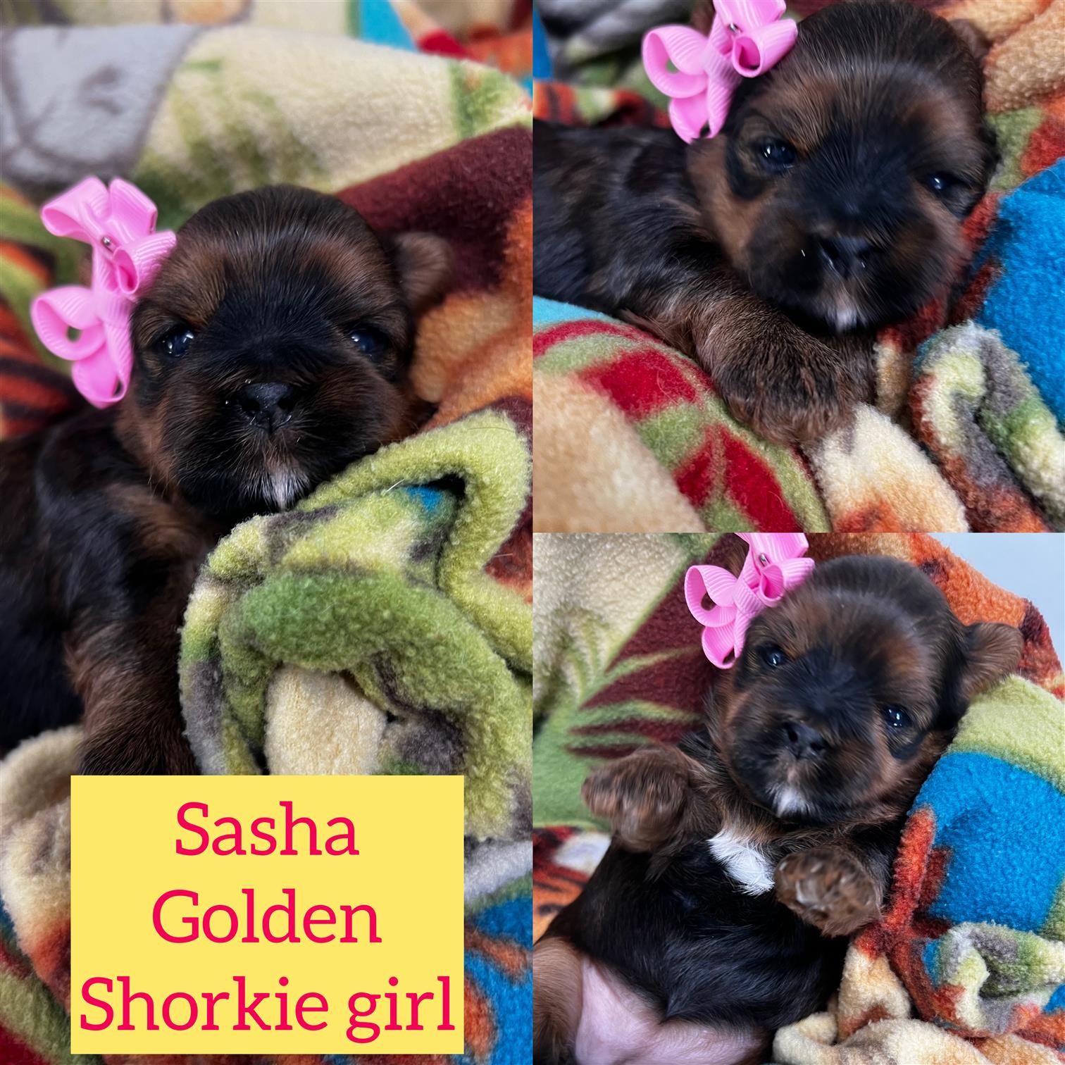 Sasha ADOPTED