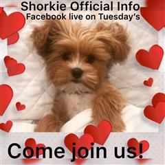 Shorkie Official Information On Facebook!