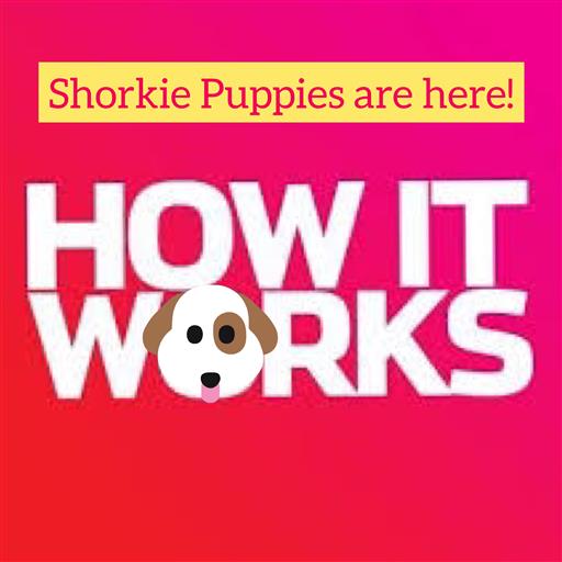 Shorkie puppy breedings for 2023 are starting