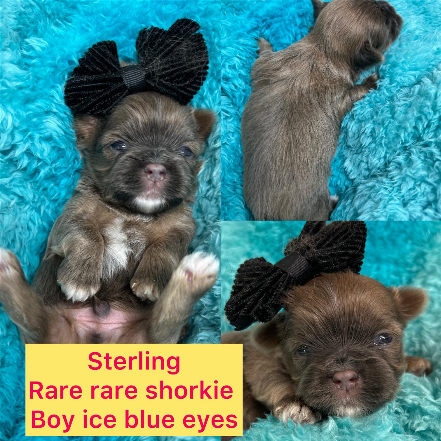 Sterling ADOPTED!  Rare rare shorkie boy click on pic for info