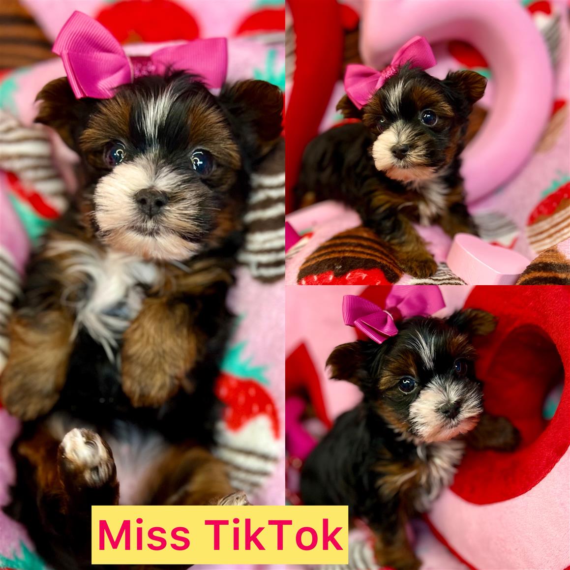 TikTok is Adopted