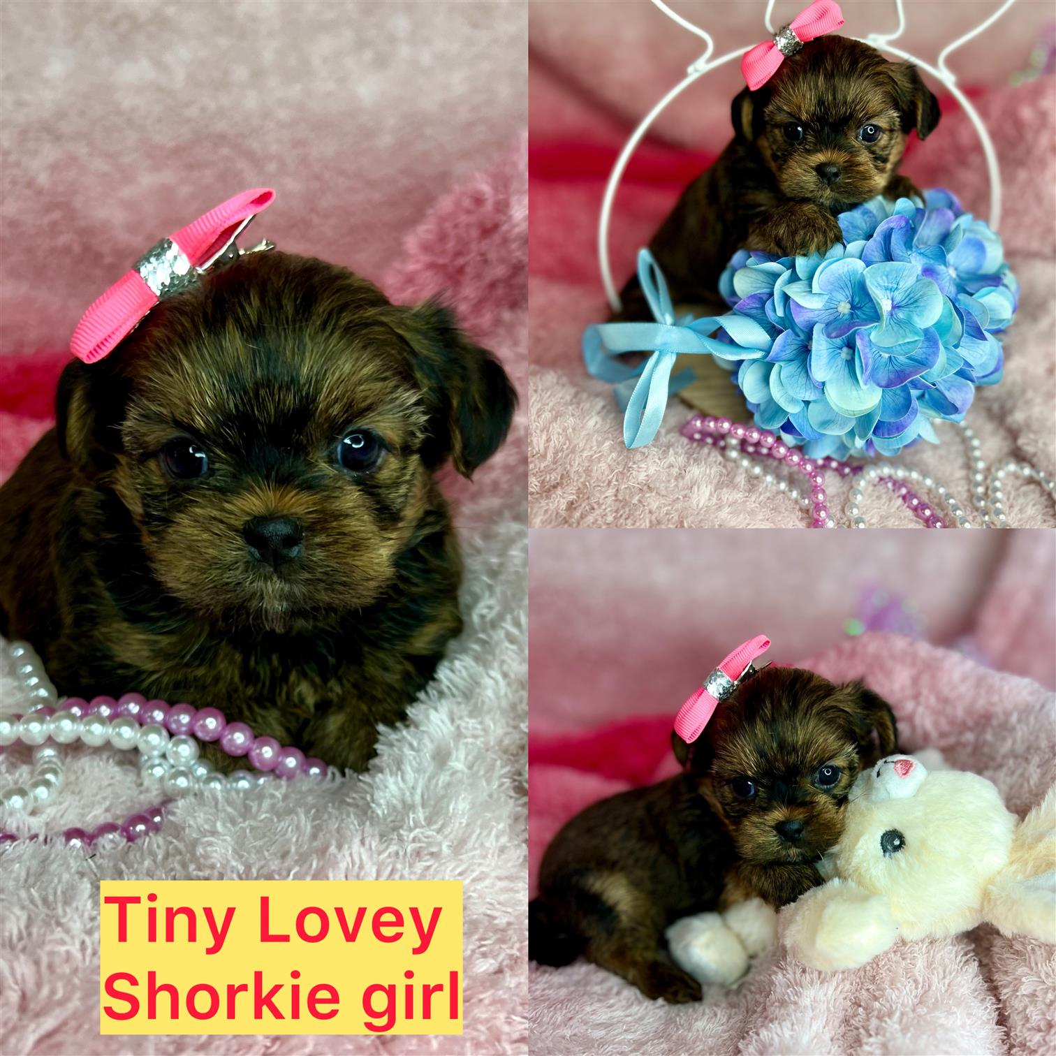 Tiny Lovey is AVAILABLE golden babydoll face shorkie girl click on pic for info