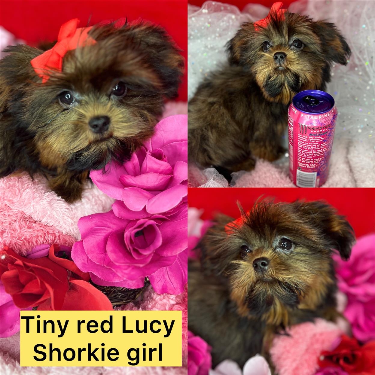 Tiny red Lucy ADOPTED