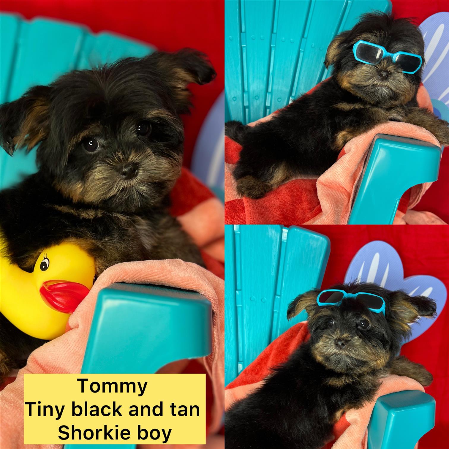 Tommy  Shorkie ready for his new home now click on pic for info