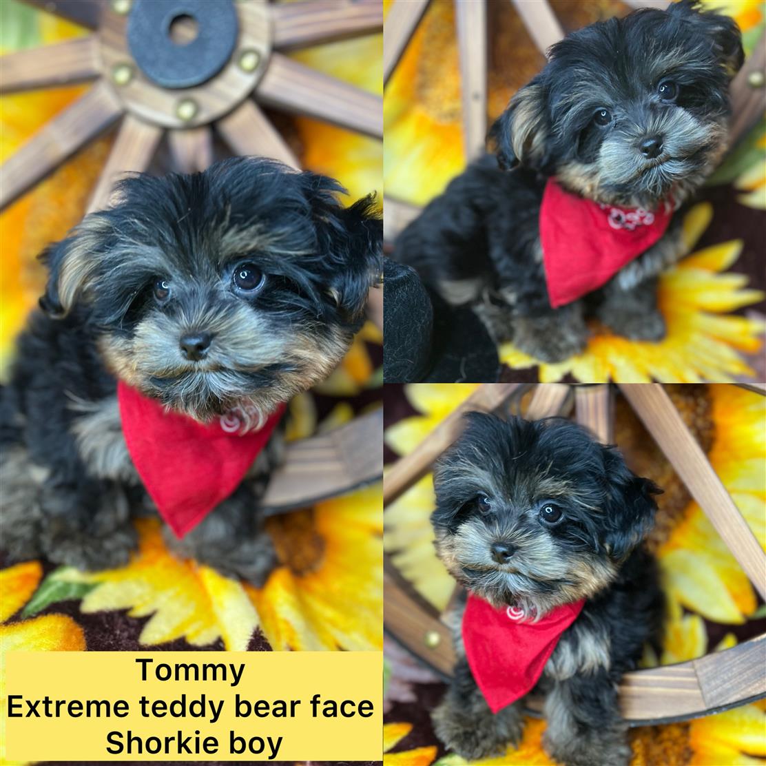 Tommy  ADOPTED