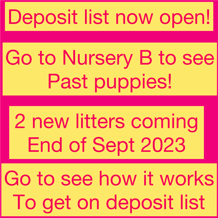 View our Past puppies in Nursery B