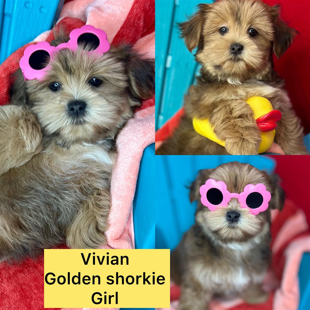 Vivian AVAILABLE that face! Gold shorkie girl click on pic for info