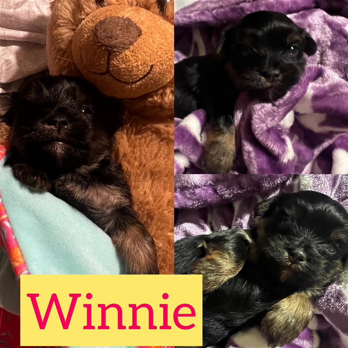Winnie  is ADOPTED!!