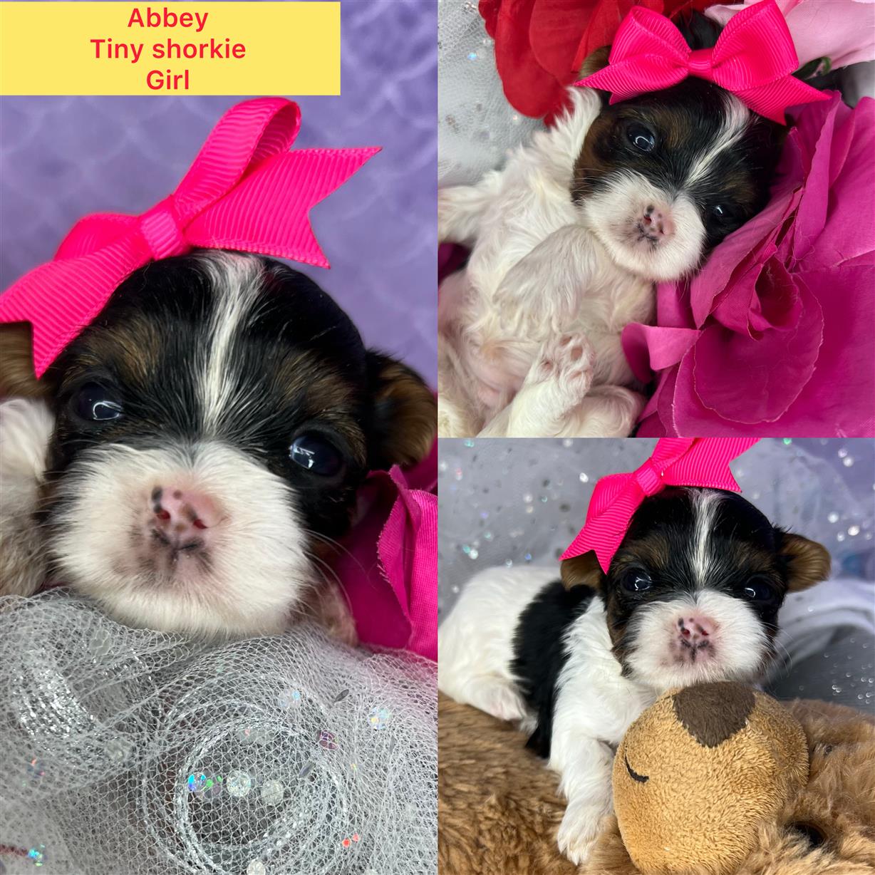 Xxtiny Abbey AVAILABLE shorkie girl click on pic