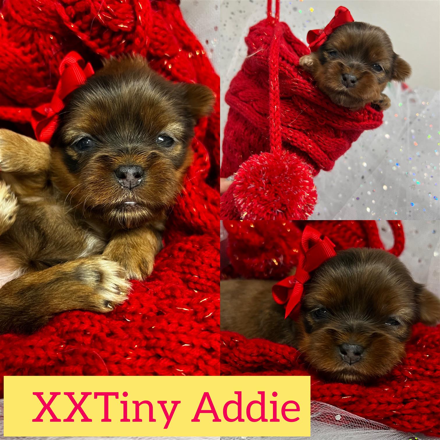 Addie is ADOPTED  Shorkie girl click pic for must read infor