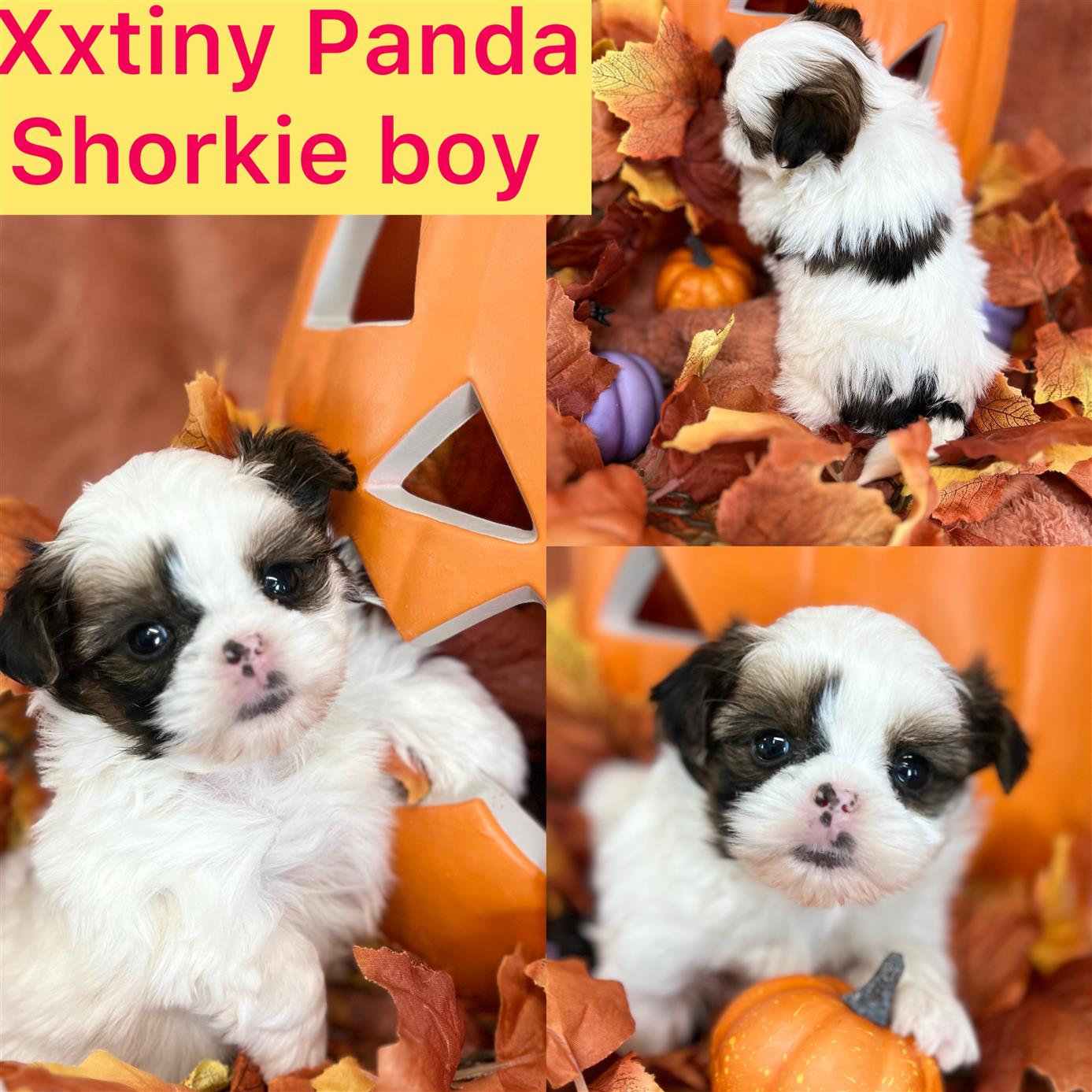Panda ADOPTED!! rare red white shorkie boy CLICK PIC FOR INFO